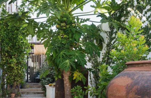 Tavira Hotel | Altanure Almatere - Food Forest Boutique Stay