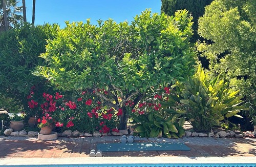 Alcaria Villa | Portuguese Quinta with pool and private garden. Sleeps 6 Tropical paradise!