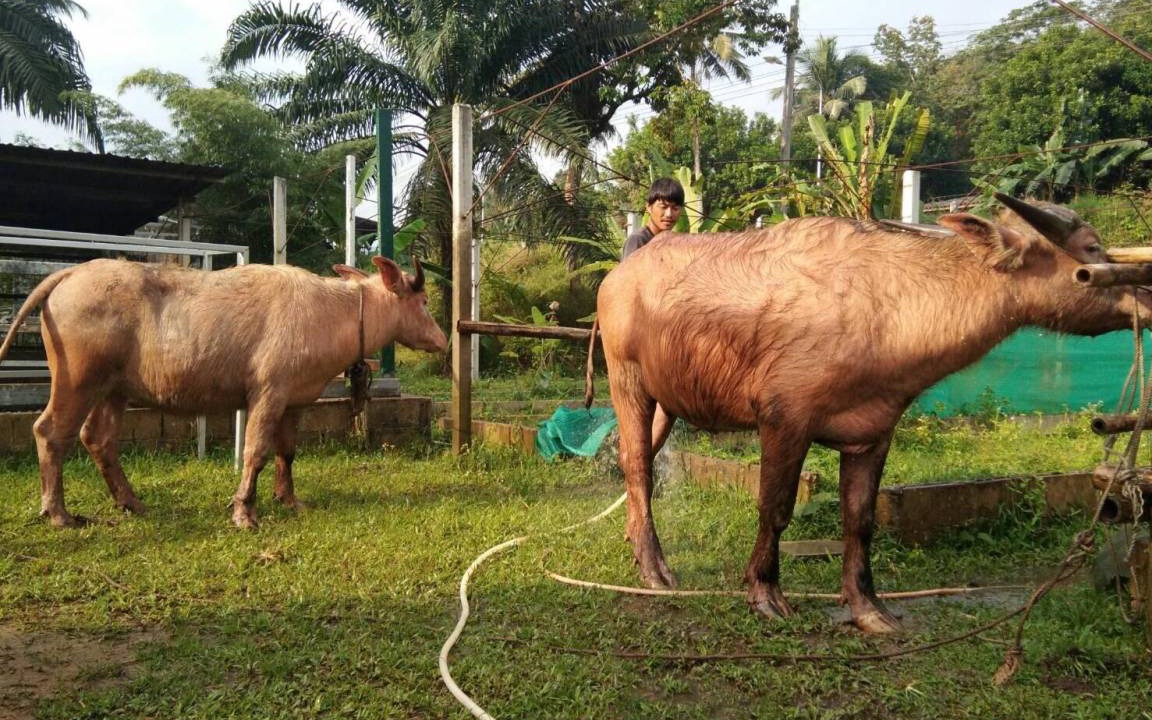 Photo of Others in Takua Pa