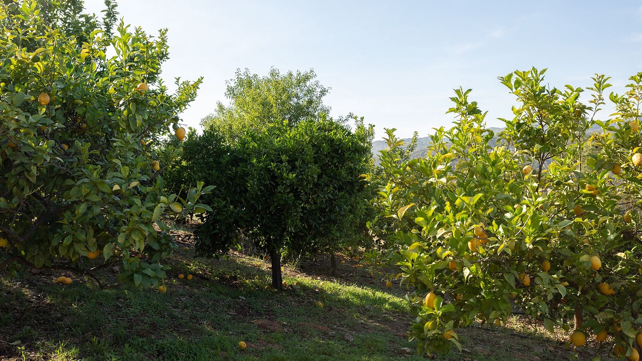 Photo of Outdoor in Fonte do Bispo