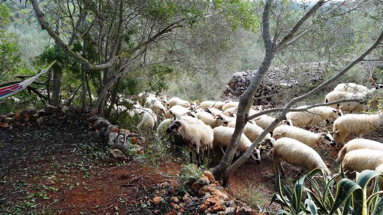 Photo of Outdoor in Silves