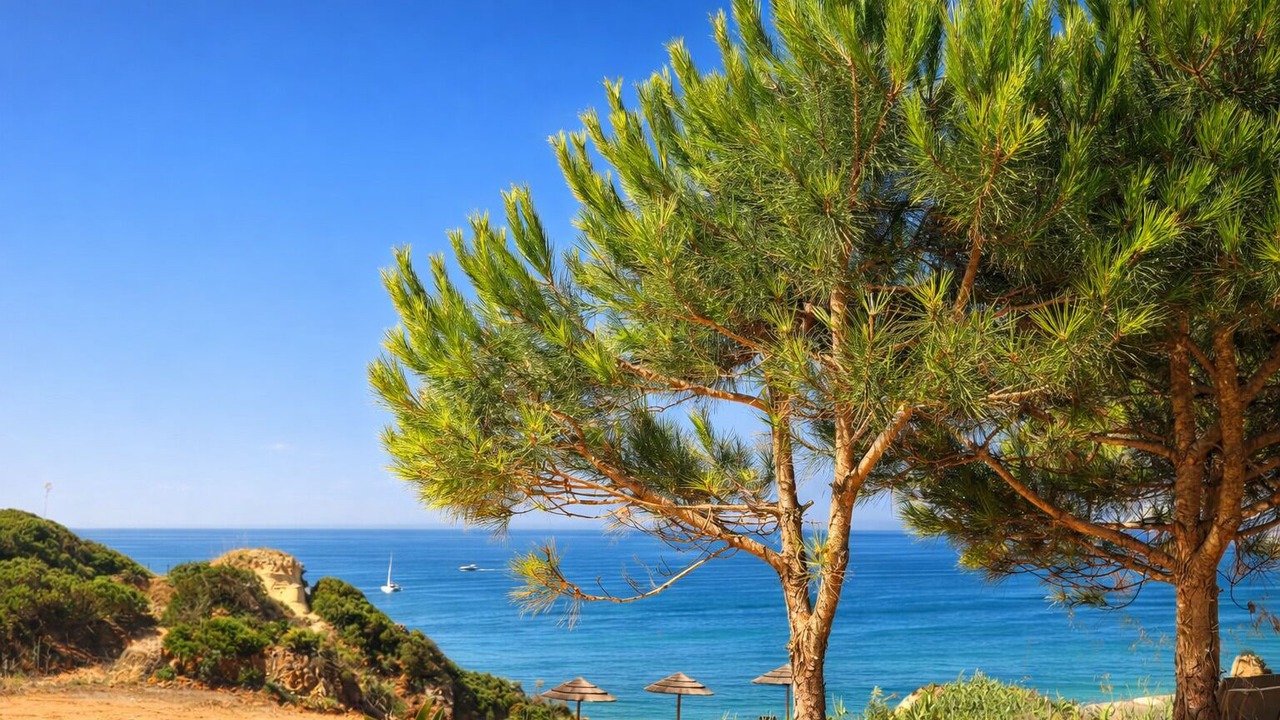 Photo of Outdoor in Prainha