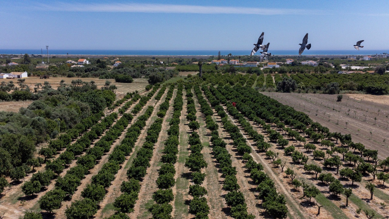 Photo of Outdoor in Luz de Tavira