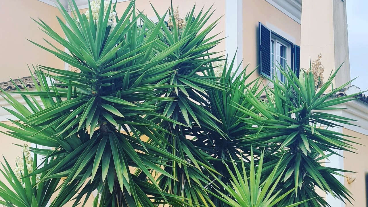 Photo of Outdoor in Olhao
