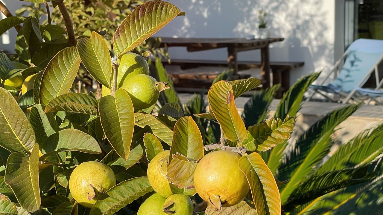 Photo of Outdoor in Sao Teotonio