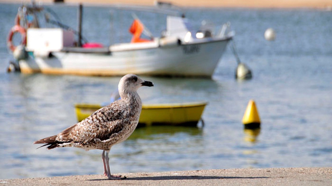 Photo of Others in Vale do Lobo