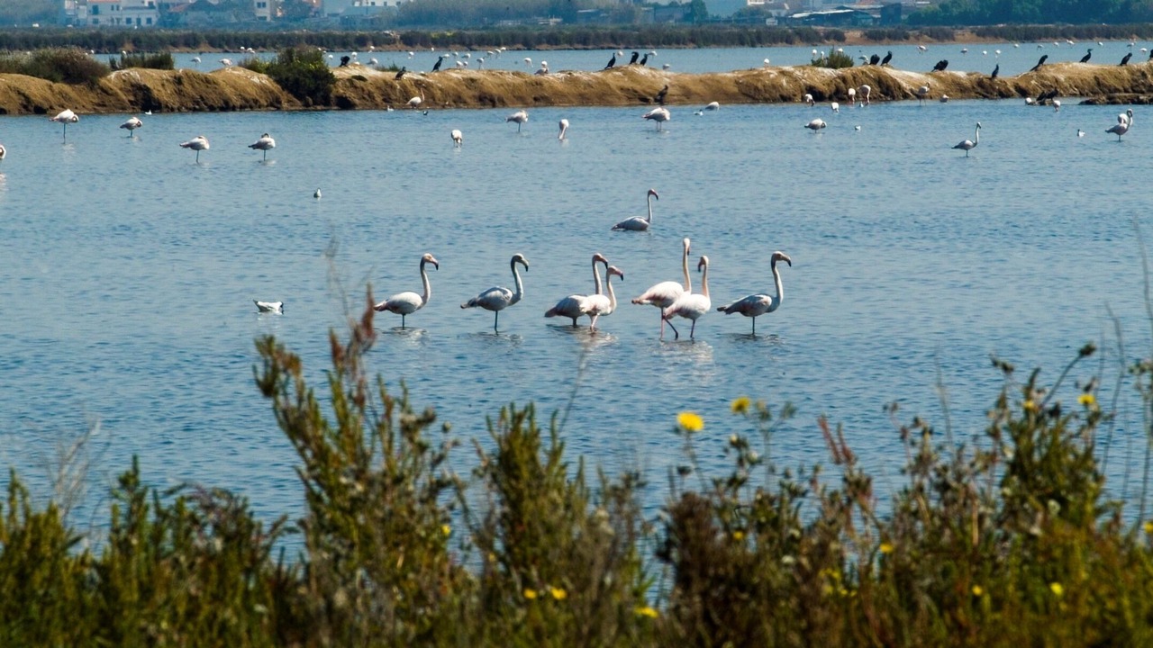 Photo of Others in Vilamoura