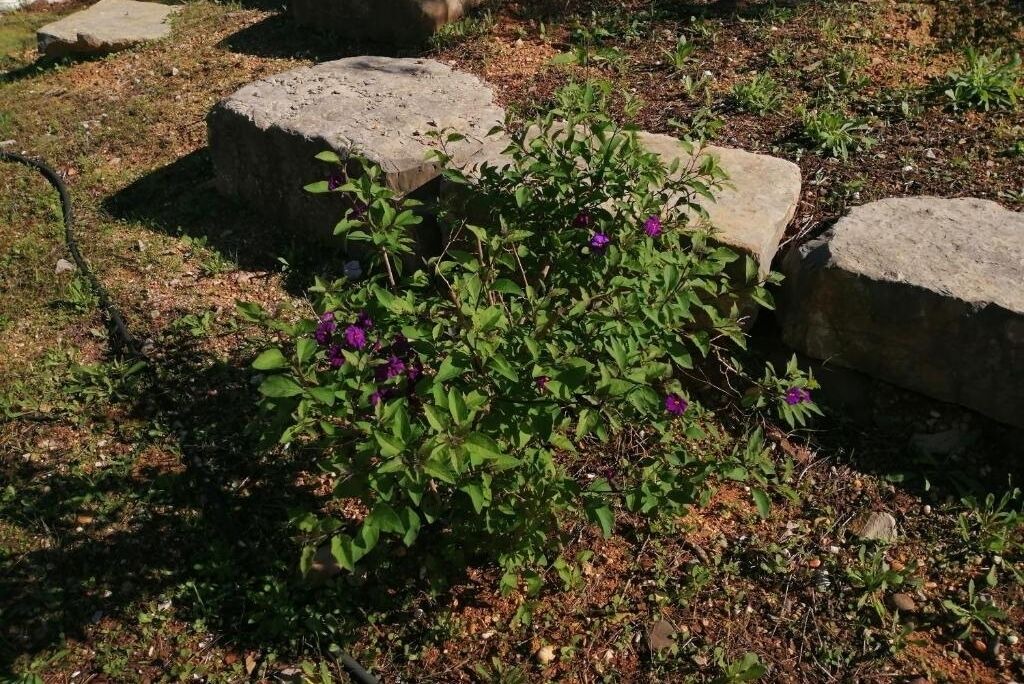 Photo of Outdoor in Colmeal