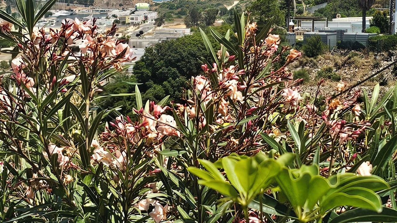 Photo of Outdoor in Albufeira