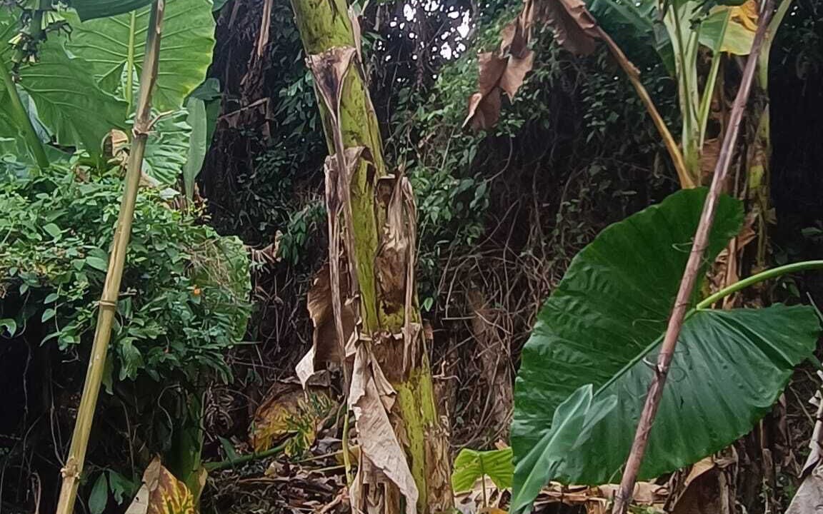 Photo of Outdoor in Kamala