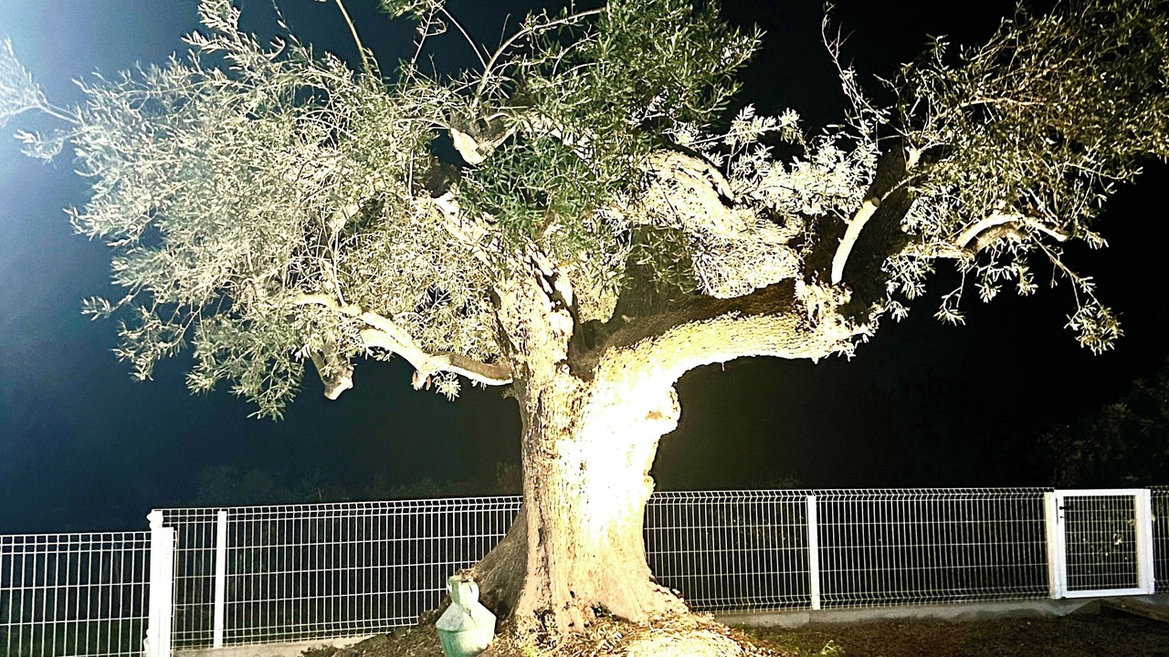 Photo of Others in Tavira