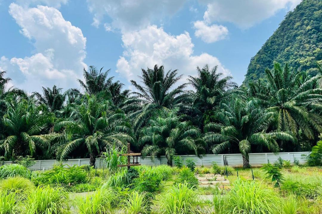 Photo of Others in Phangnga