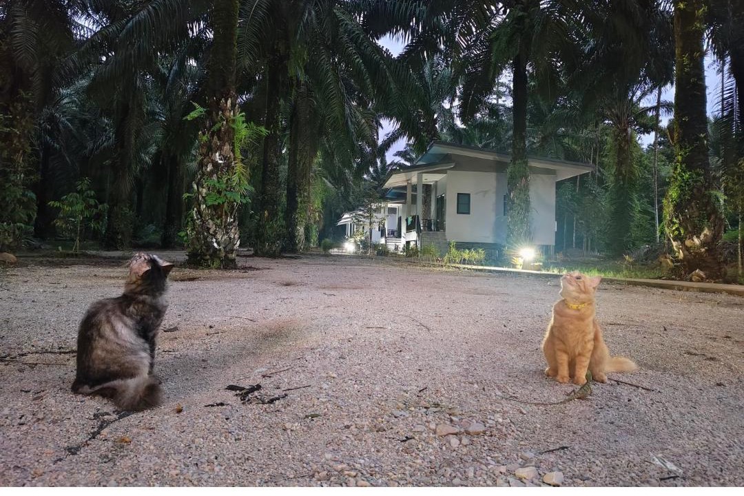 Photo of Others in Khlong Sok