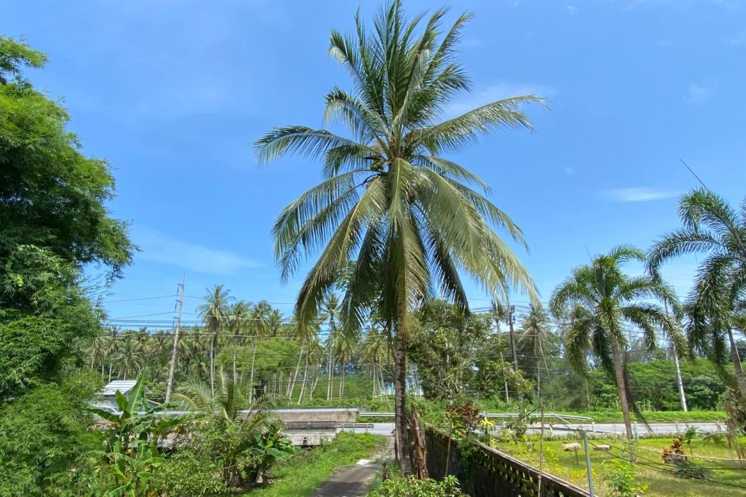 Photo of Others in Khao Lak