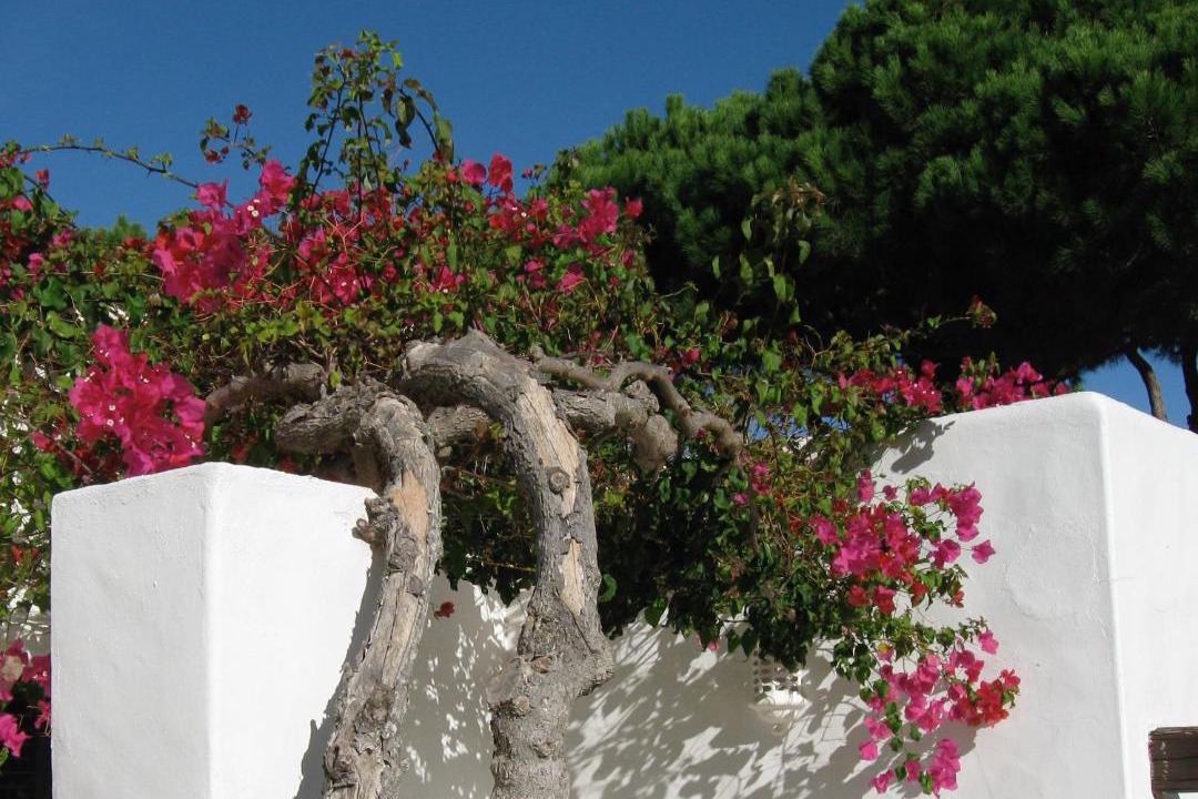 Photo of Others in Albufeira
