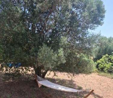 Apra Other | Poco Novo Lodges Loulé Algarve Glampingzelt Family